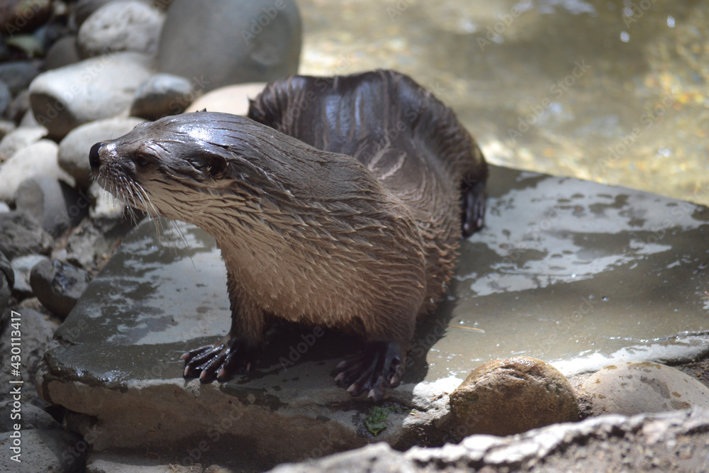 Obraz premium otter in the water