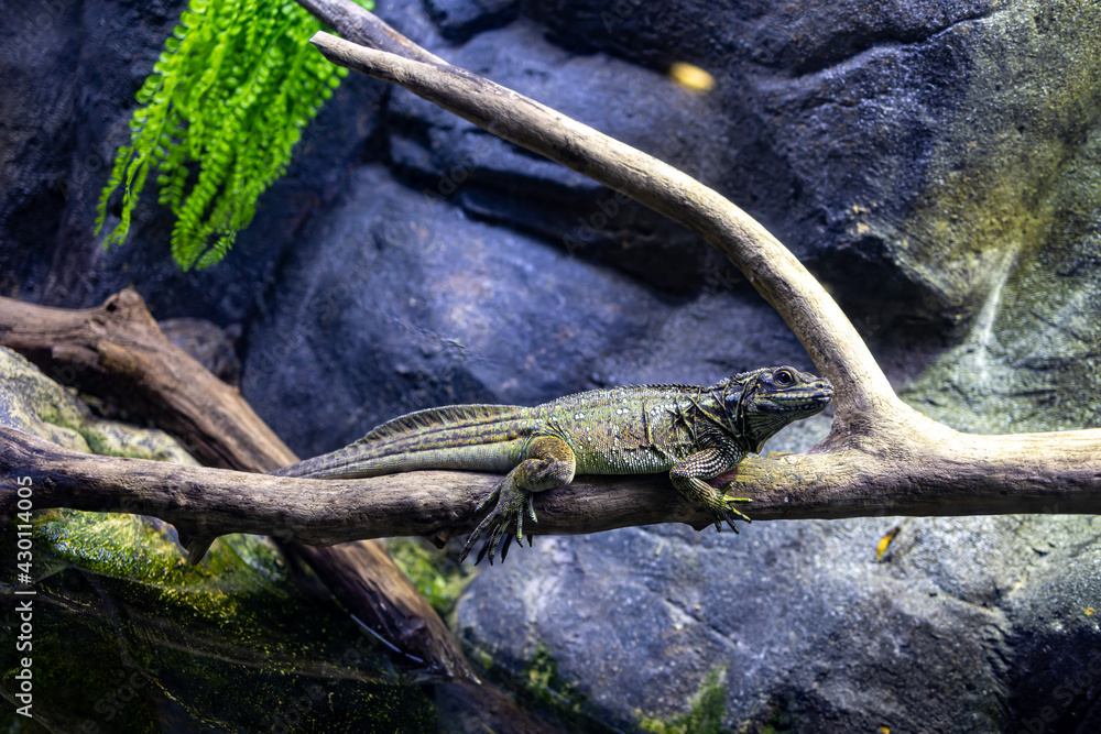 portrait of a reptile lizard sitting on a tree branch portrait of a reptile lizard sitting on a tree branch