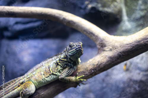  portrait of a reptile lizard sitting on a tree branch