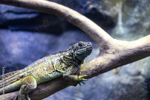  portrait of a reptile lizard sitting on a tree branch
