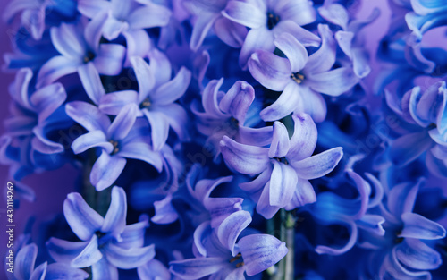 Close up of purple flower hyacinth with selective focus, on lilac background.