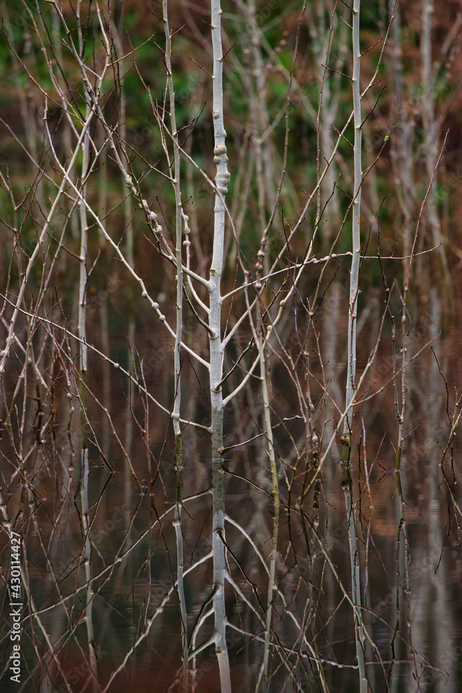 white branches of small trees stick up from flood waters white branches of small trees stick up from flood waters