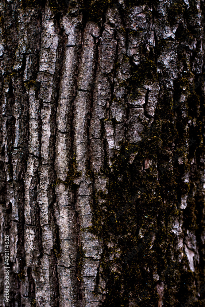 old forest tree bark texture with moss elements old forest tree bark texture with moss elements