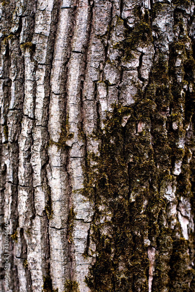 Obraz premium old forest tree bark texture with moss elements