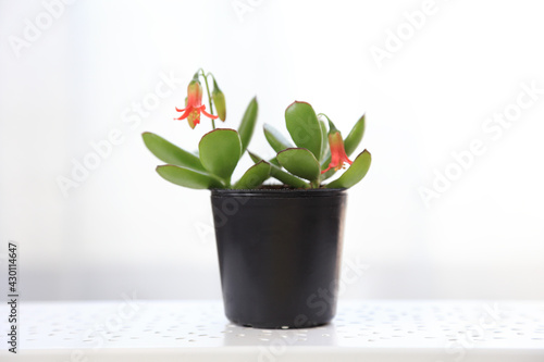 ゴルビュー（多肉植物）