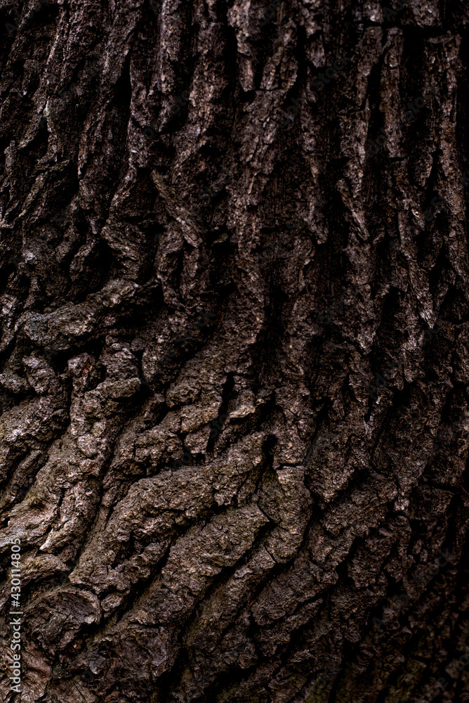 old forest tree brown bark texture old forest tree brown bark texture