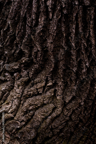 old forest tree brown bark texture