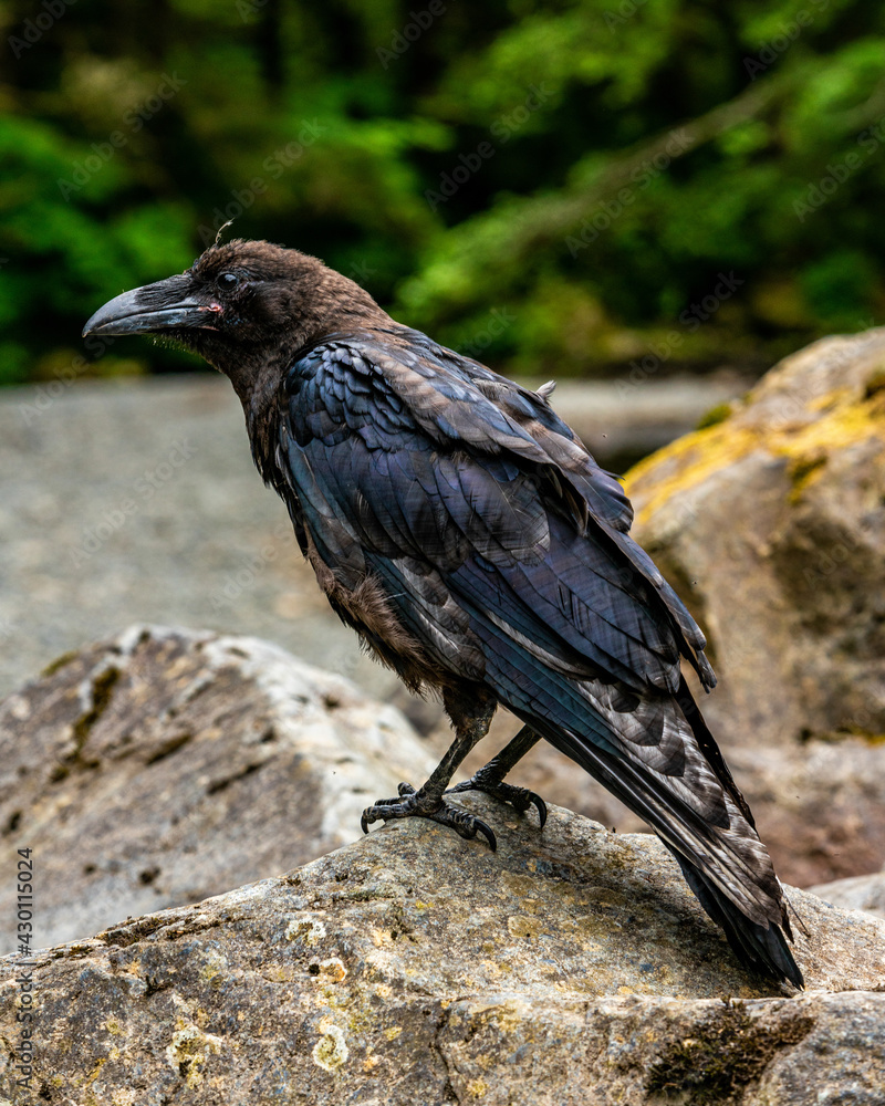 Fototapeta premium Crow, adult black crow, alaska