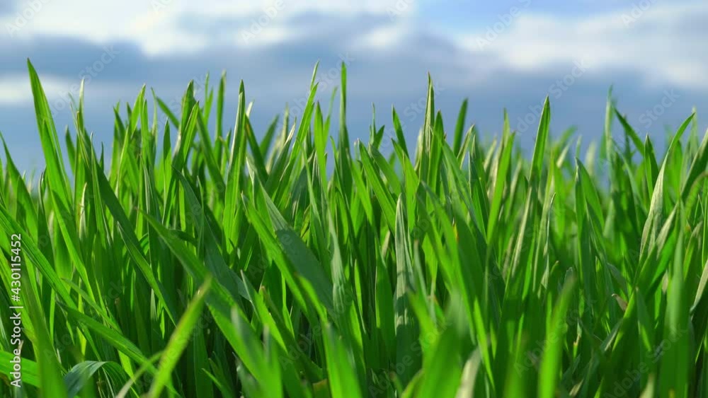 Young wheat field, barley, rye. Young green wheat sprouts of grain crops. Agricultural land.
Young wheat field, barley, rye. Young green wheat sprouts of grain crops. Agricultural land.