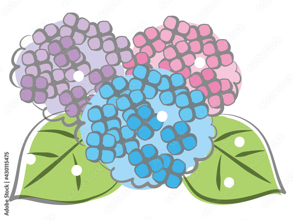 手描き水彩風のピンクと紫と水色の3色の紫陽花のイラスト 白背景 Stock Vector Adobe Stock