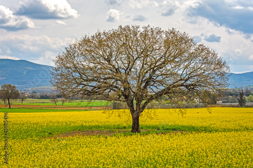 Albero in giallo