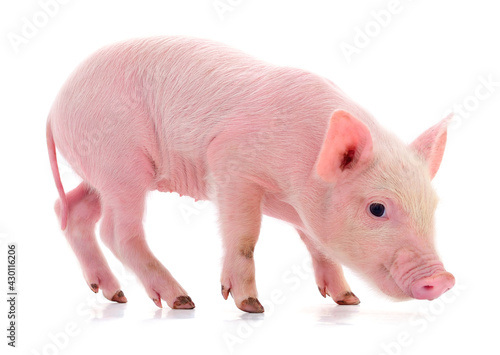 Small pink pig isolated.