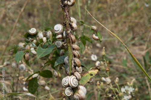 close-up: white-lipped snails with brown banding aglomerated common chicory stems photo