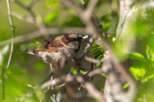 Sparrow on a tree branch
