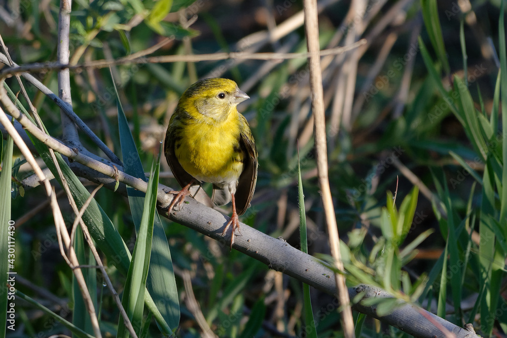 European Serin (Serinus serinus) perched on a branch European Serin (Serinus serinus) perched on a branch