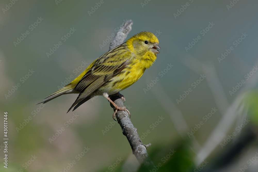 European Serin (Serinus serinus) perched on a branch