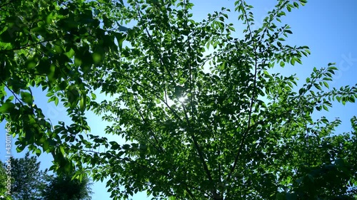 新緑の葉や枝が風にそよぎ逆光の木漏れ日が爽やかな春や初夏の風景