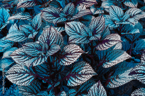 Photos Beautiful green and purple leaves of the plant coleus Plectranthus scutellarioides and Perilla
