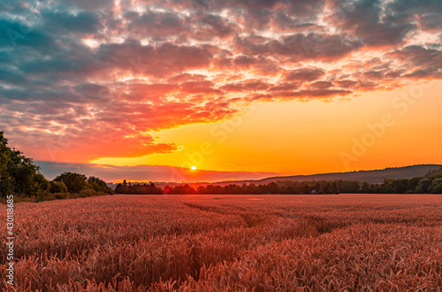 sunset in the field, field, landscape, sunset, sky, nature, wheat, meadow, sunrise, grass, summer, farm, sun, agriculture, rural, cloud, horizon, blue, clouds, tree, green, yellow, countryside, sunlig photo