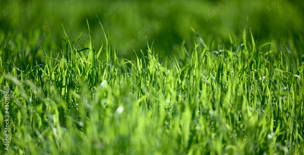 lawn with green lush grass in the park on a spring day, sunny lawn with green lush grass in the park on a spring day, sunny