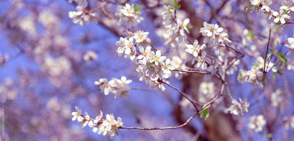 branch with white almond flowers on blue sky background branch with white almond flowers on blue sky background