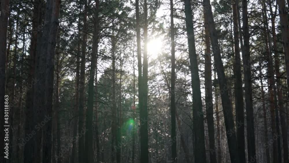 Pine forest with tree silhouettes low angle panorama in a dusk, with rim light, cloudy evening. Pine forest with tree silhouettes low angle panorama in a dusk, with rim light, cloudy evening.