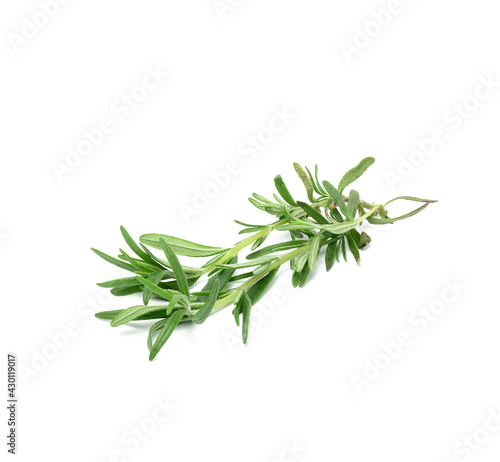 fresh sprig of rosemary with green leaves isolated on white background
