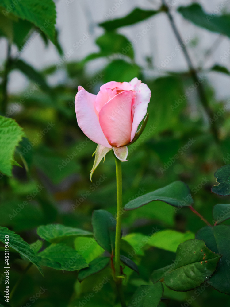 pink rose on grass