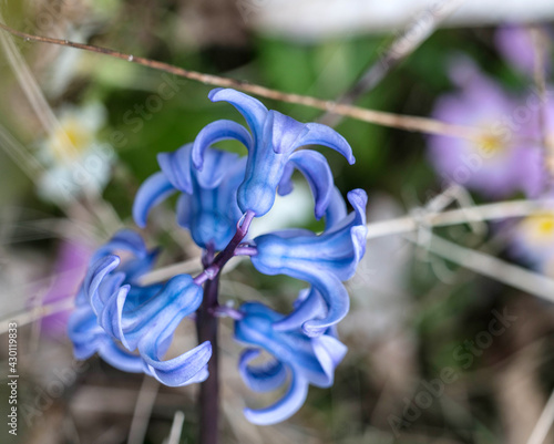 Blaue Garten-Hyzinthe (Hyacinthus orientalis)