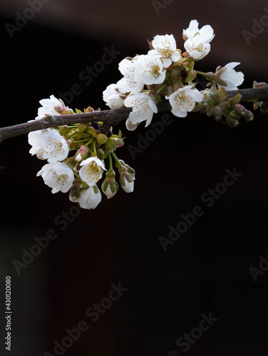 Weiße Kirschblüte