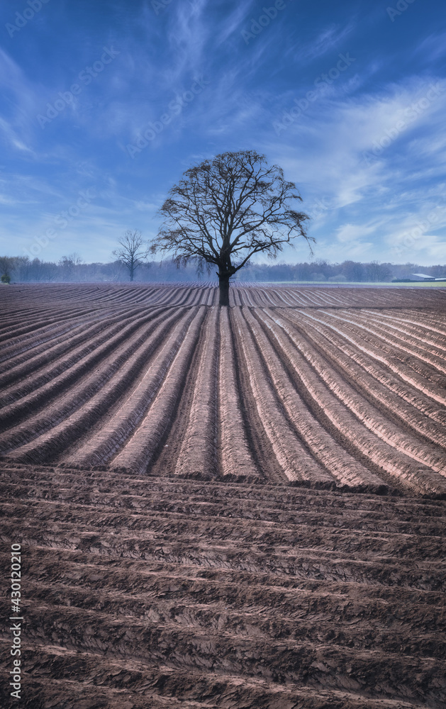 Ploughed field with bare tree 