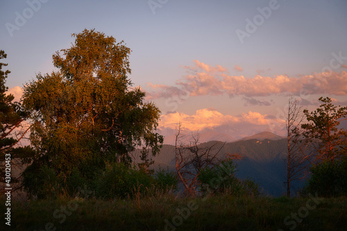 Green tree in a meadow with grass against a background of a mountain in the evening at sunset