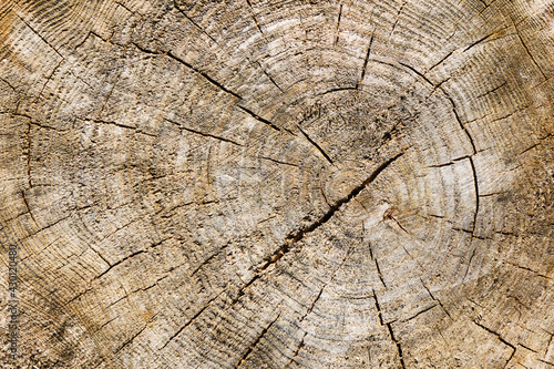 Tree cross section. Annual growth rings. Cracked wood background. Old weathered wooden texture. Gray wood scratches. Dry tree section pattern. Brown wood background. Dark tree pattern.