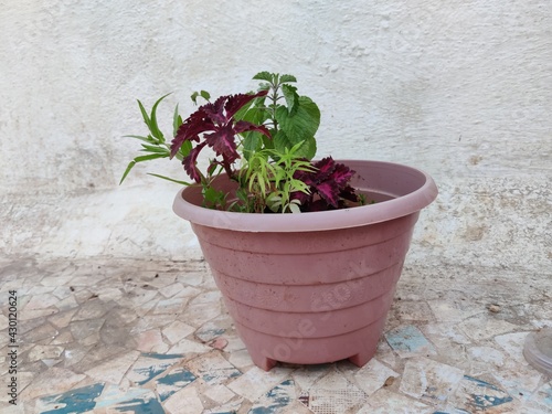 A flower pot in home decor with beautiful small natural plants growing together in one pot image background