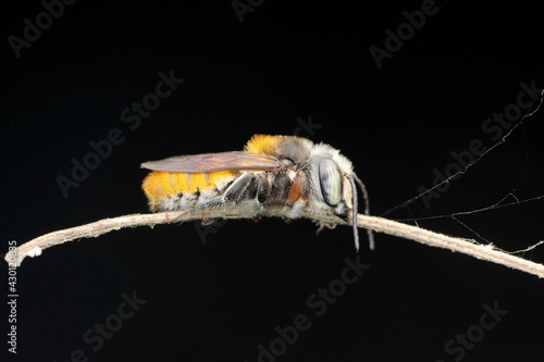 Lateral view of Flaming Sweat bee, Megachile bicolor, Satara, Maharashtra, India