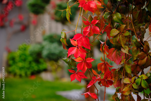 buntes Hersbtlaub, wilder Wein