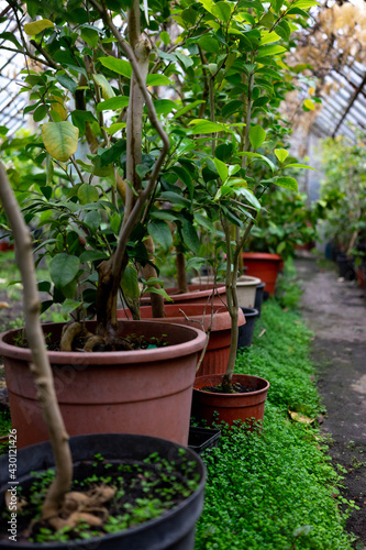 pots with citrus trees in a greenhouse