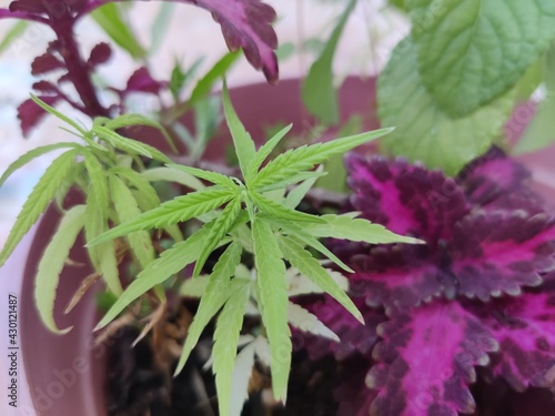 Close up shot of marijuana or weed plant leaves growing for medical and research purposes in small vase with other plants |
Hemp in pot, Cannabis sativa or Cannabis indica, marijuana