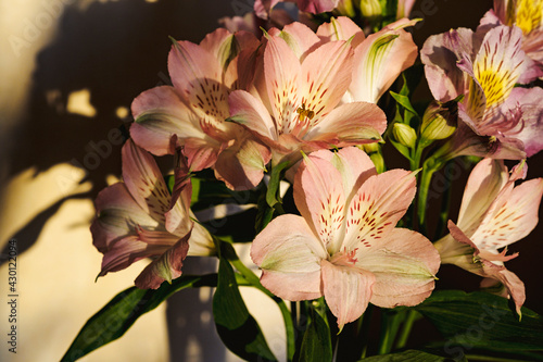 A bouquet of flowers from Alstroemeria in a glass vase