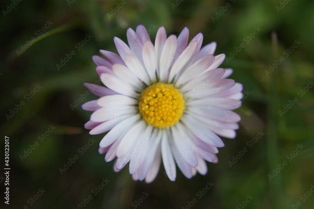 Blumen Blumen