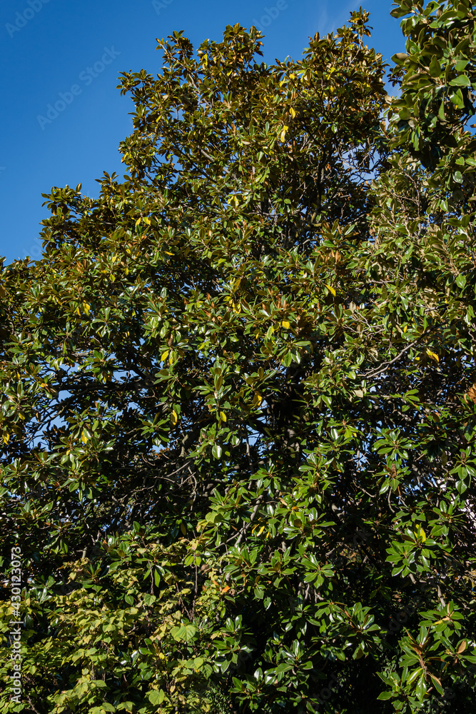 Luxurious Magnolia Grandiflora with shiny evergreen leaves against blue autumn sky. Close-up. Magnolia in Sochi evergreen landscape park near Winter Theater. Luxurious Magnolia Grandiflora with shiny evergreen leaves against blue autumn sky. Close-up. Magnolia in Sochi evergreen landscape park near Winter Theater.