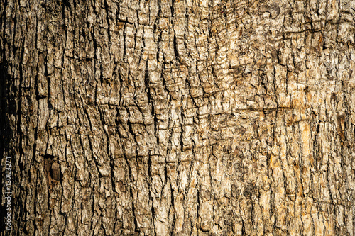 Bark of young tree growing in landscape park of resort city of Sochi. Texture of gray tree bark with unique pattern. Close-up. Fresh wallpaper and nature background concept