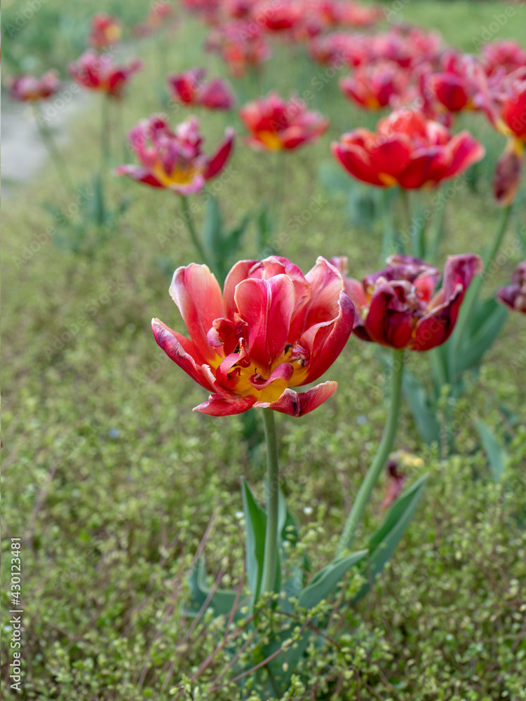 Tulipani Tulipani