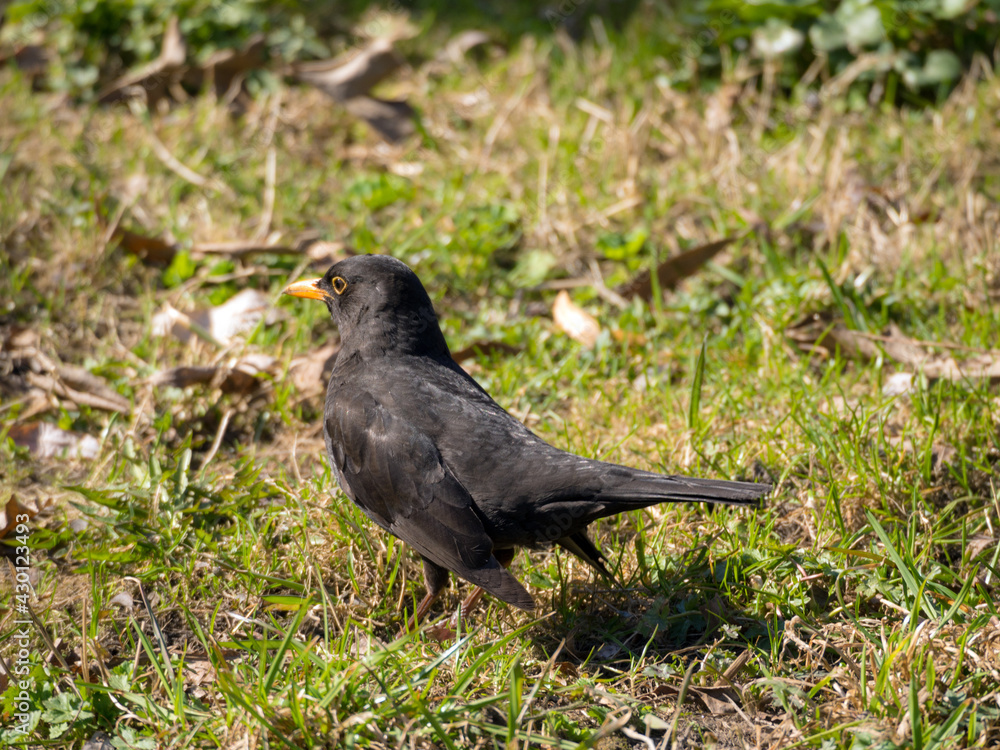 blackbird on the grass in spring blackbird on the grass in spring