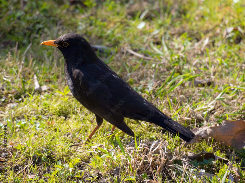 portrait of blackbird portrait of blackbird