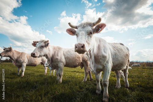 trois vaches blanches charolaises dans la prairie