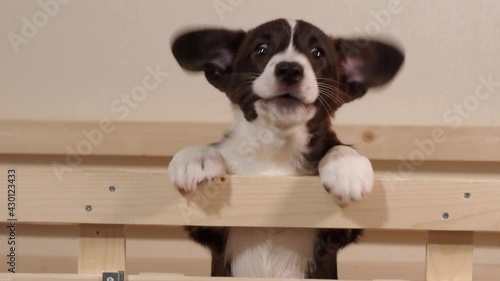 happy corgi puppy black and white at home, barking and jumping