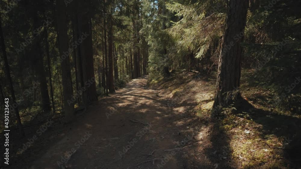 Walk in a real wild forest in spring Walk in a real wild forest in spring