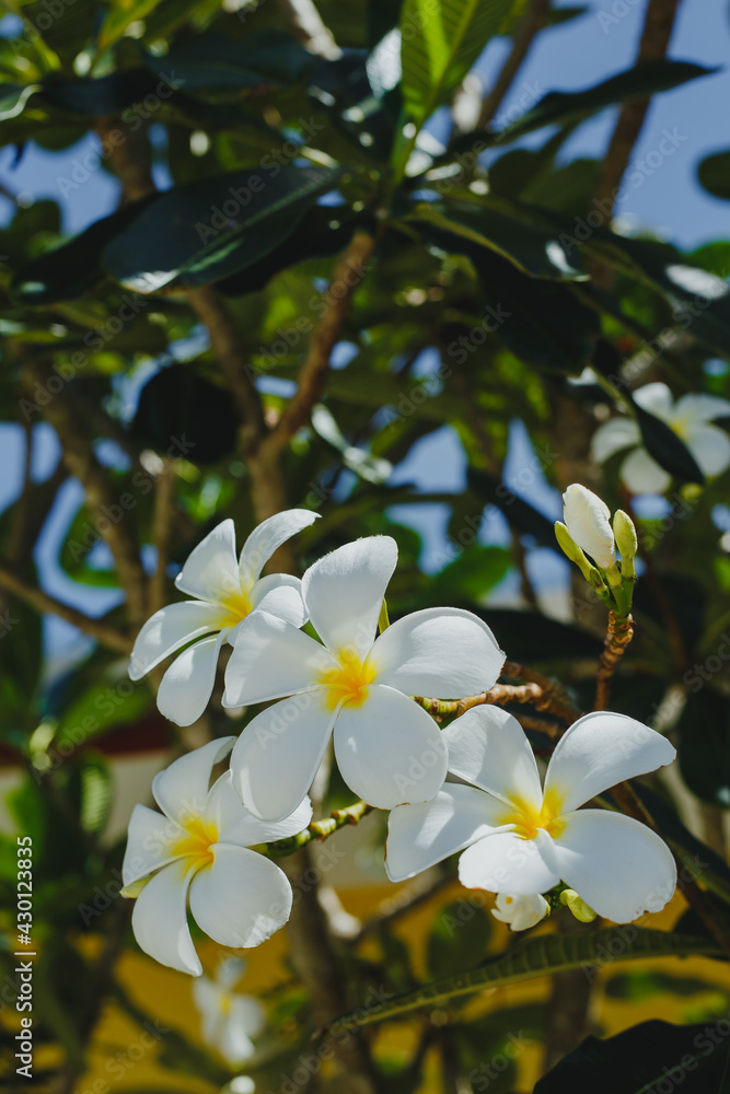 Frangipani tropical flowers, Plumeria flowers fresh Frangipani tropical flowers, Plumeria flowers fresh
