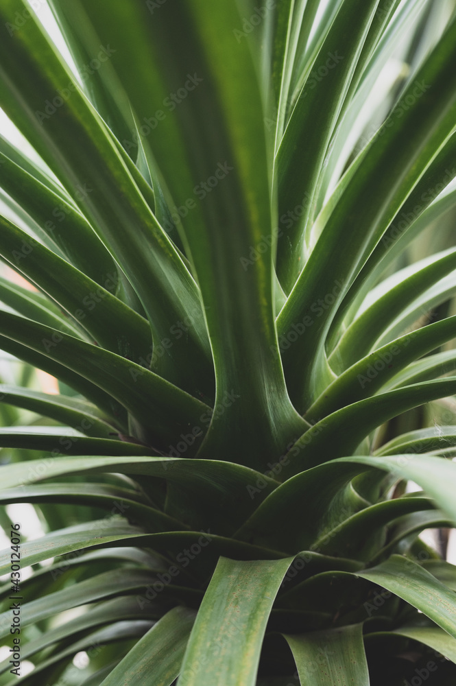 Fototapeta premium Close-up nature images of tropical leaves, background images and green leaf patterns.